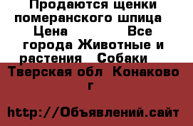 Продаются щенки померанского шпица › Цена ­ 45 000 - Все города Животные и растения » Собаки   . Тверская обл.,Конаково г.